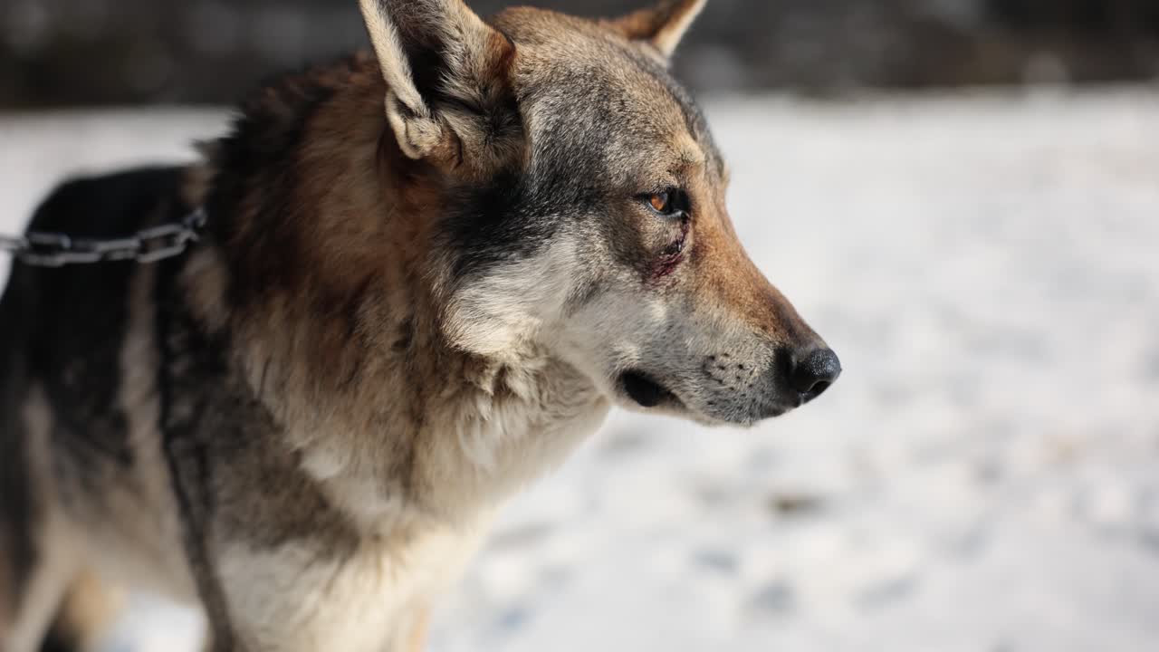 Close-up profile of a wolfdog in snow