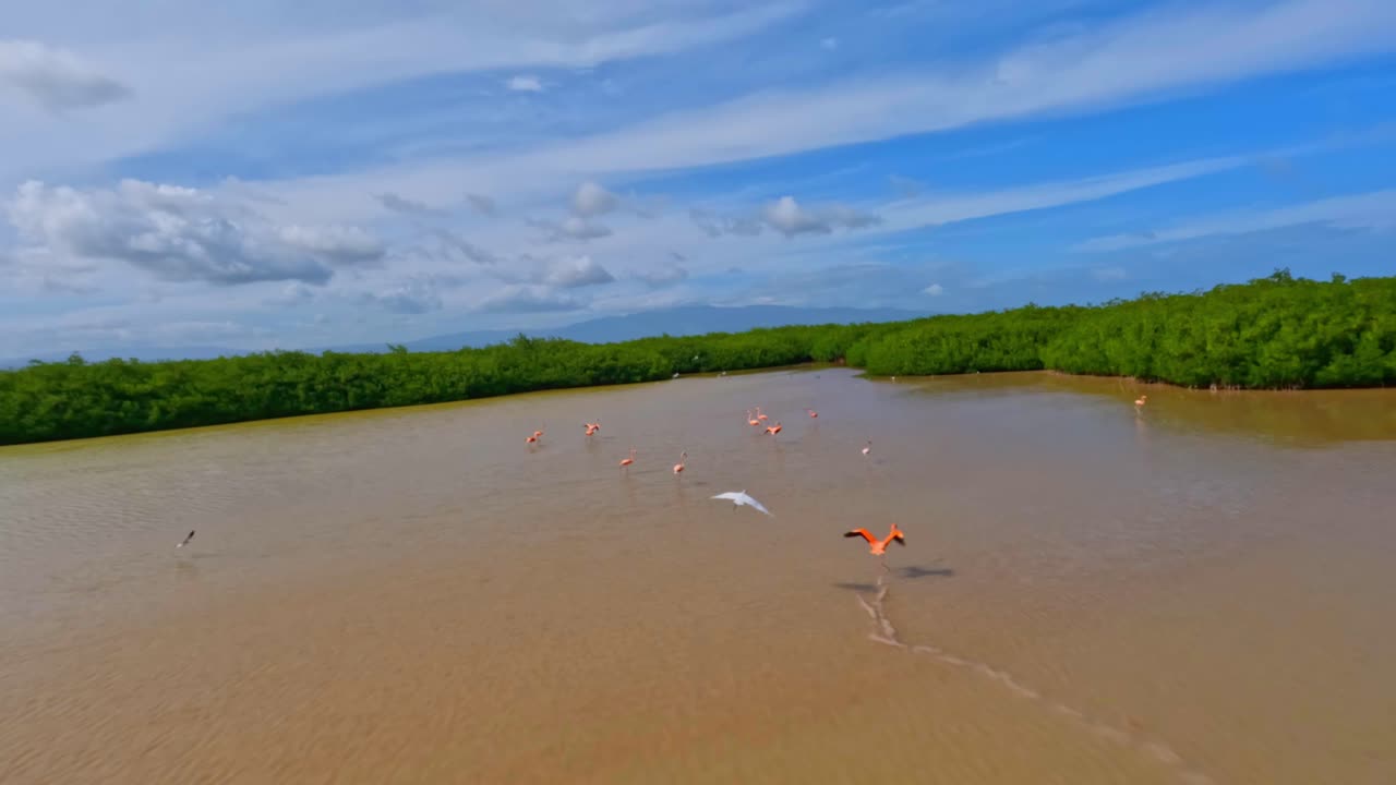 flamencos americanos volando sobre el lago de oviedo en el parque nacional jaragua, pedernales, república dominicana