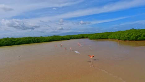 american flamingos flying over lago de oviedo in jaragua national park, pedernales, dominican republic