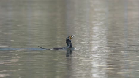 a cormorant swimming around in a lake trying to swallow a fish that it caught