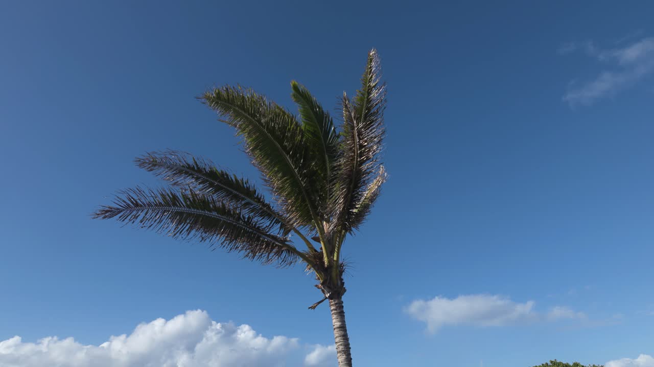 Palm Tree Against Blue Sky with Clouds