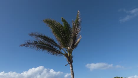 palm tree against blue sky with clouds