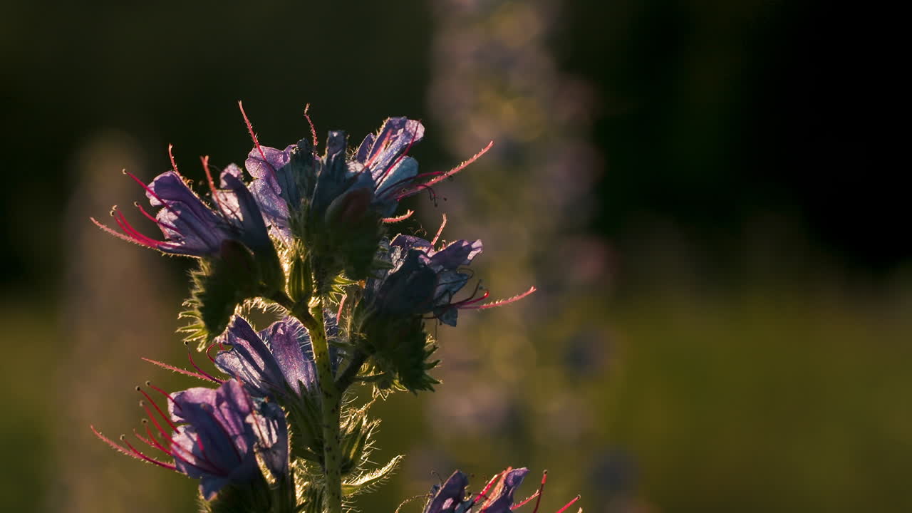 primer plano de flores púrpuras a la luz del sol