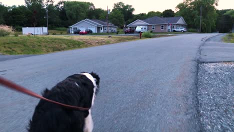 border collie dog in the lower left of frame walking down a cul-de-sac