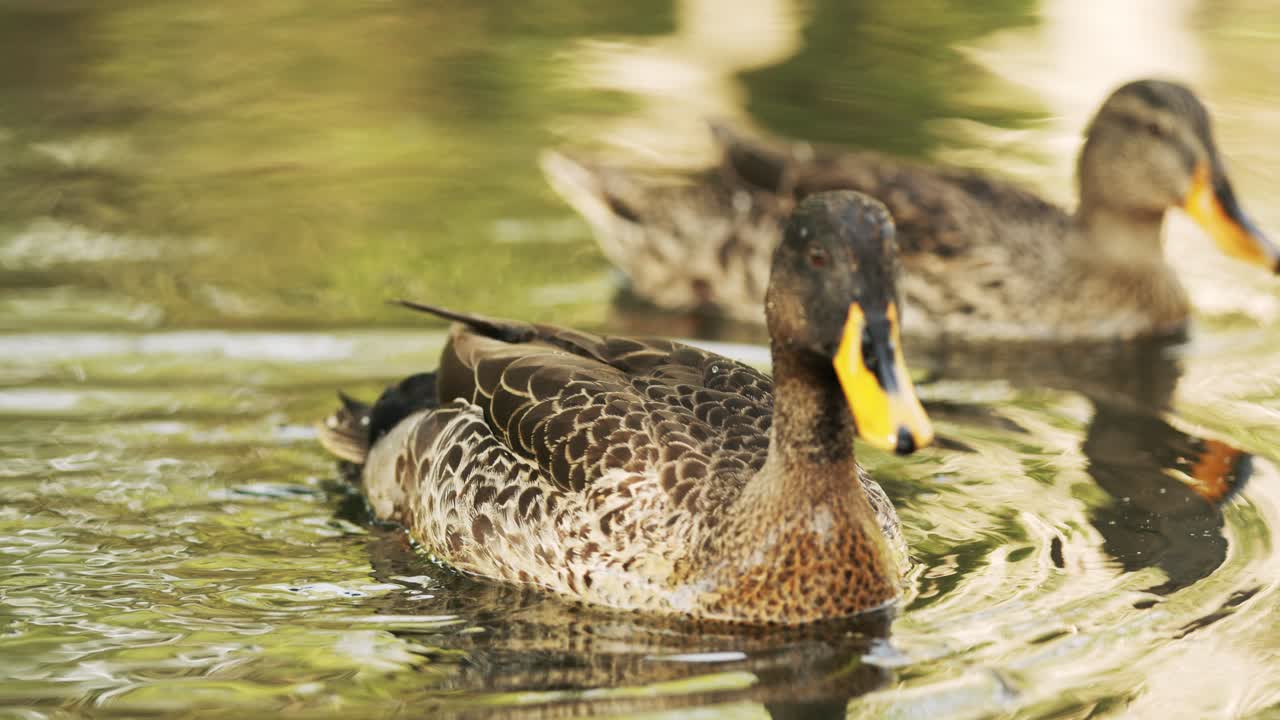 노란색 청구 오리가 반사 연못에서 수영