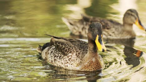 Eine-Gelbschnabelente-Schwimmt-In-Einem-Reflektierenden-Teich