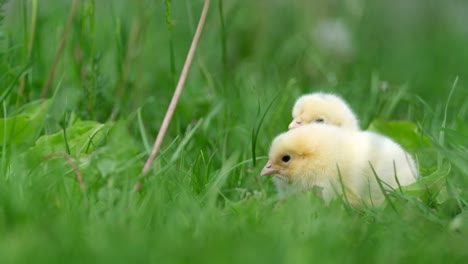 Chicks in the grass