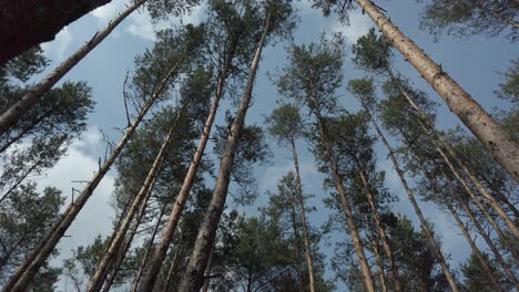 spinning shot of tall pine trees in forest, up view