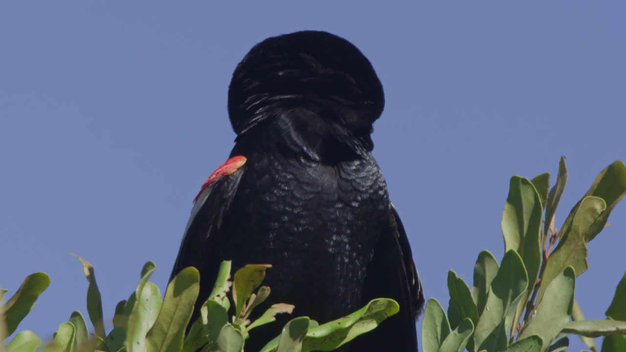 Storno alirosse appollaiato su un cespuglio contro il cielo blu.