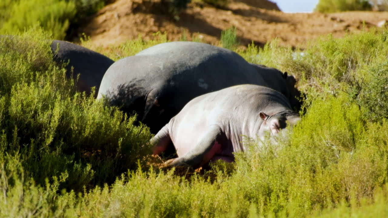 Hippo family asleep on edge of dam between green vegetation, basking in sun