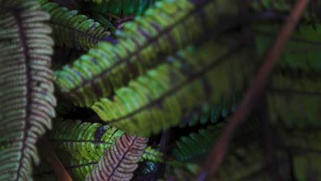 hoja verde en un entorno natural ecológico y salvaje, selva de costa rica centroamérica cerca de la flora