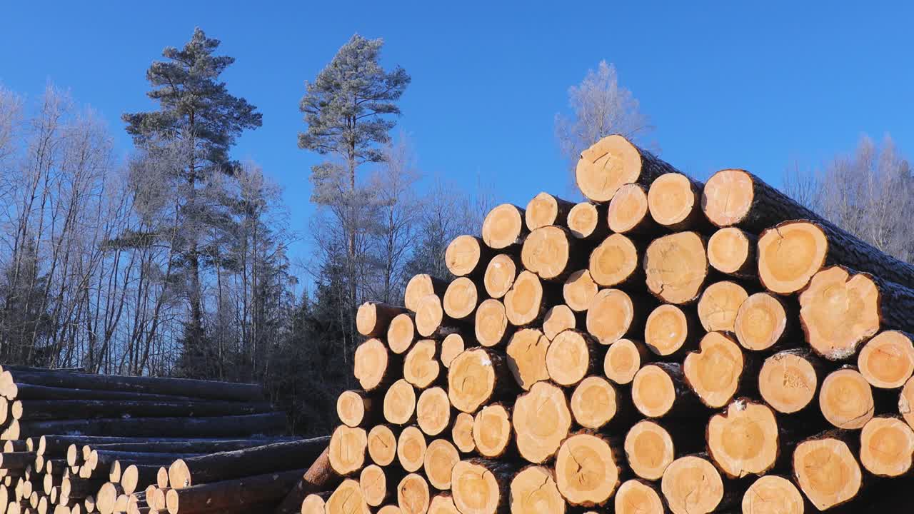 Grandi cataste di tronchi appena tagliati riposano in un paesaggio invernale innevato accanto a un albero sempreverde, sotto un cielo azzurro limpido in un'area forestale rurale