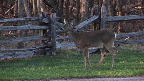 Wellhidden-In-A-Thicket-Whitetail-Deer-Keeping-Their-Tailflags-Up-As-They-Pass-Safely-Through-While-A-Doe-Stands-Behind-A-Tree-And-Watches