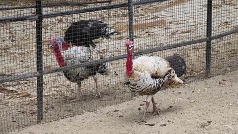 turkeys in a cage