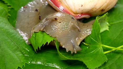 un hermoso caracol comiendo hojas verdes.
