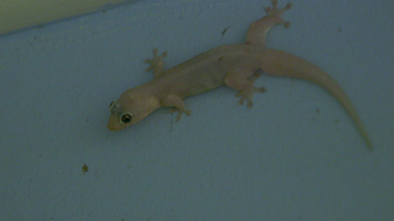Small gecko watch and wait on blue wall. Evening. Pitcairn Island. Adamstown.