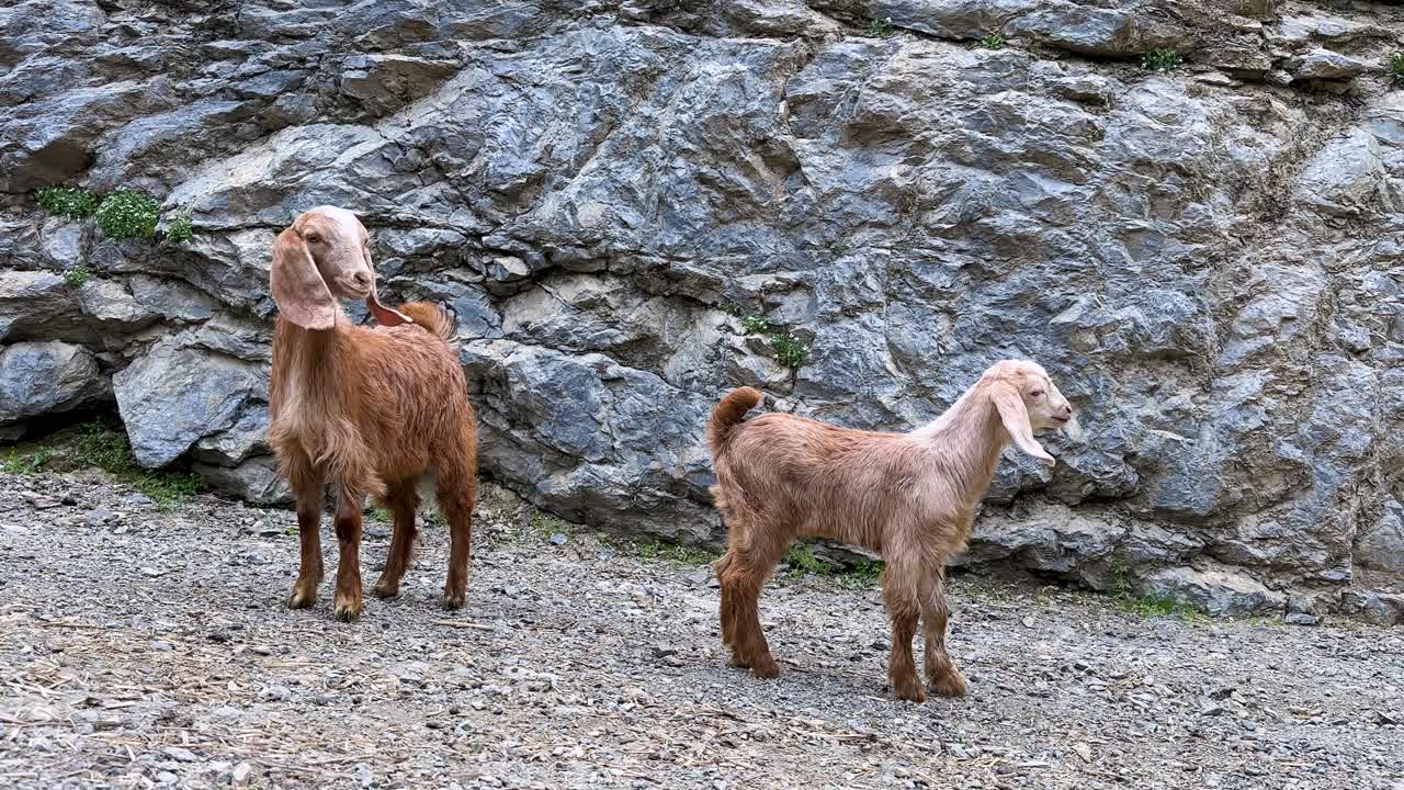 capra, arrampicata, montagna rocciosa, animali gemelli carini, paesaggio panoramico, Kurdistan Iran, stile di vita rurale, pastorizia locale, al pascolo, agnellino soffice, pecora, agricoltura tradizionale, pastore, gregge, animale pacifico e carino