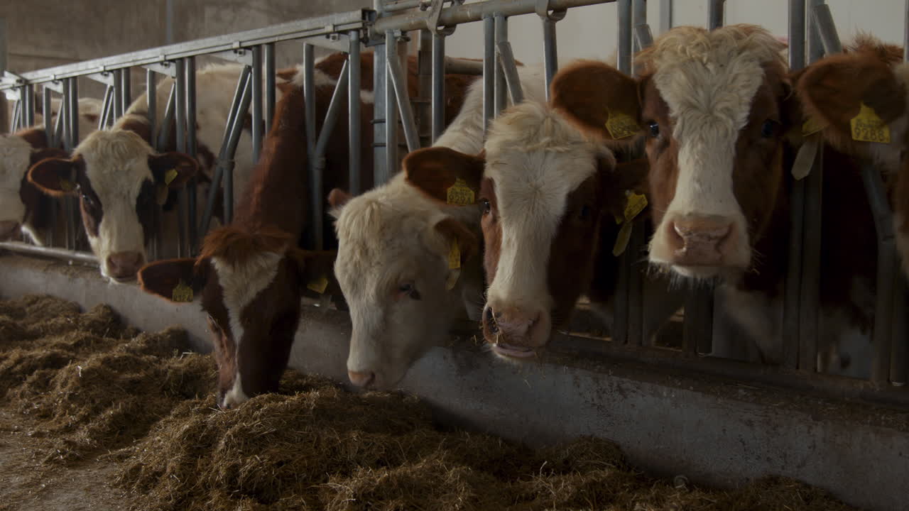 Una fila di mucche che mangiano mangime per animali