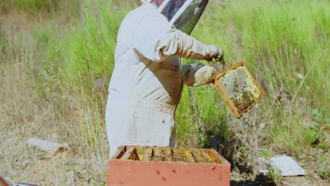 beekeeper working with bees and honeycomb at an apiary