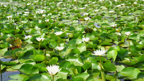 美麗的白蓮花在蓮池裡