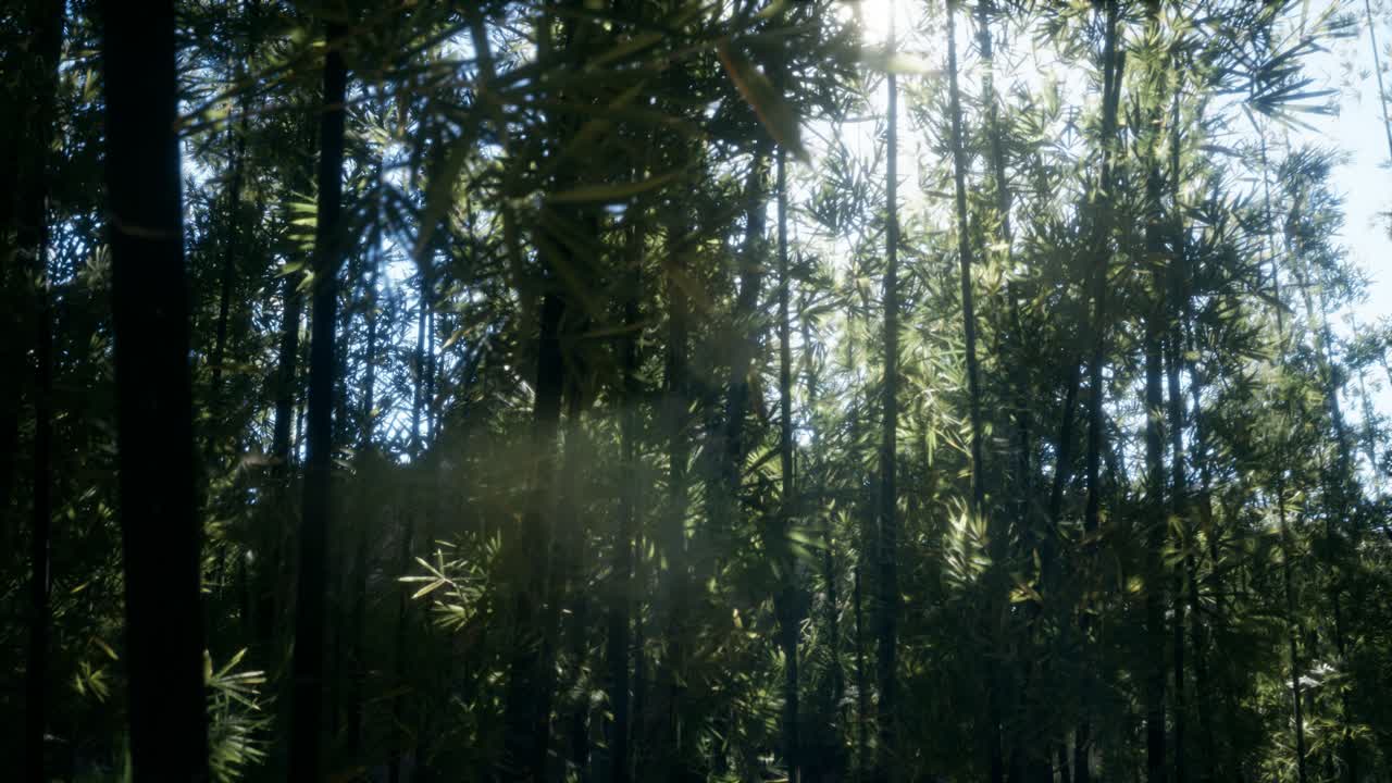 바람이 불고 조용한 아라시야마 대나무 숲