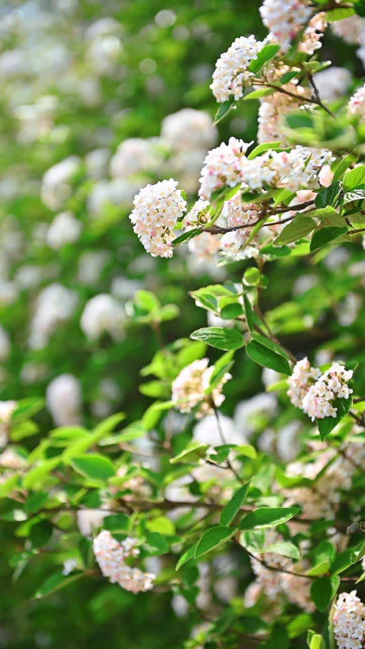 Discover NY's colorful flowers. Blooming flowers decorate a lush green landscape in New York, showcasing nature's beauty during springtime