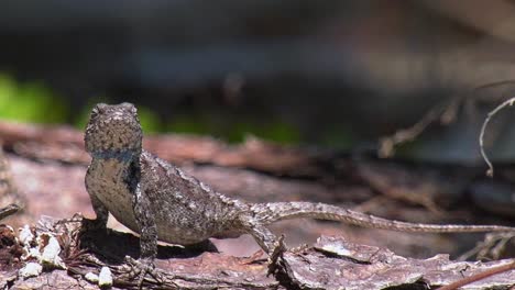 male eastern fence lizard turns, stands up and faces camera