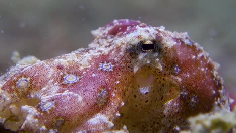 Pequeño-Pulpo-Manchado-Tóxico-De-Anillos-Azules-Branquias-De-Sifón-En-Movimiento-Respirar-Agua-Salada