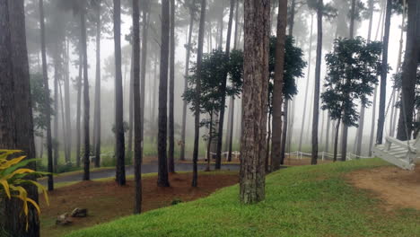 misty mountain road in the forest
