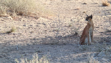 gato caracal grande explora el horizonte en busca de depredadores o presas en kalahari