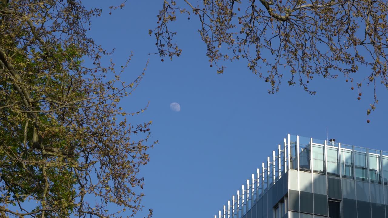 A daytime moon rises over a modern building framed by tree branches under a clear blue sky