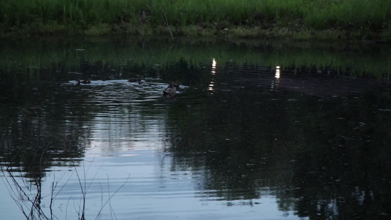 At Dusk in the evening, in a park, a three duck family swims around in a local pond
