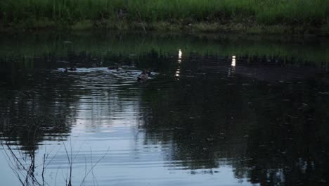 at dusk in the evening, in a park, a three duck family swims around in a local pond