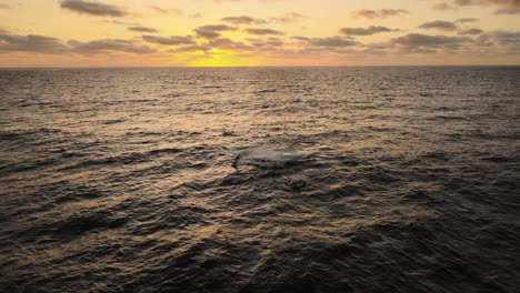 Aerial-view-of-Humpback-whales-flippering-on-the-sea,-sunrise-in-Mozambique---Megaptera-novaeangliae