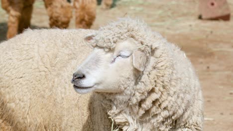 sheep in a village farm during sunny daytime