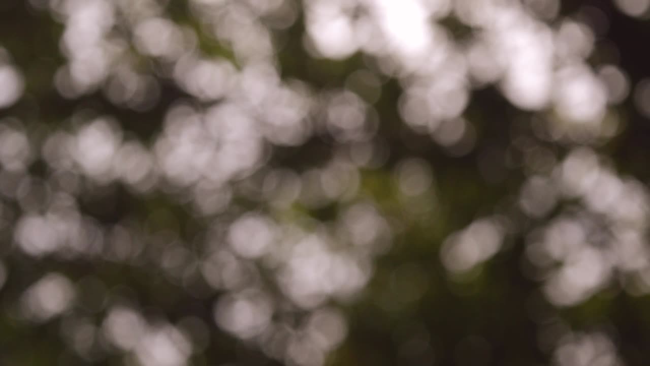 el fondo de la naturaleza borrosa