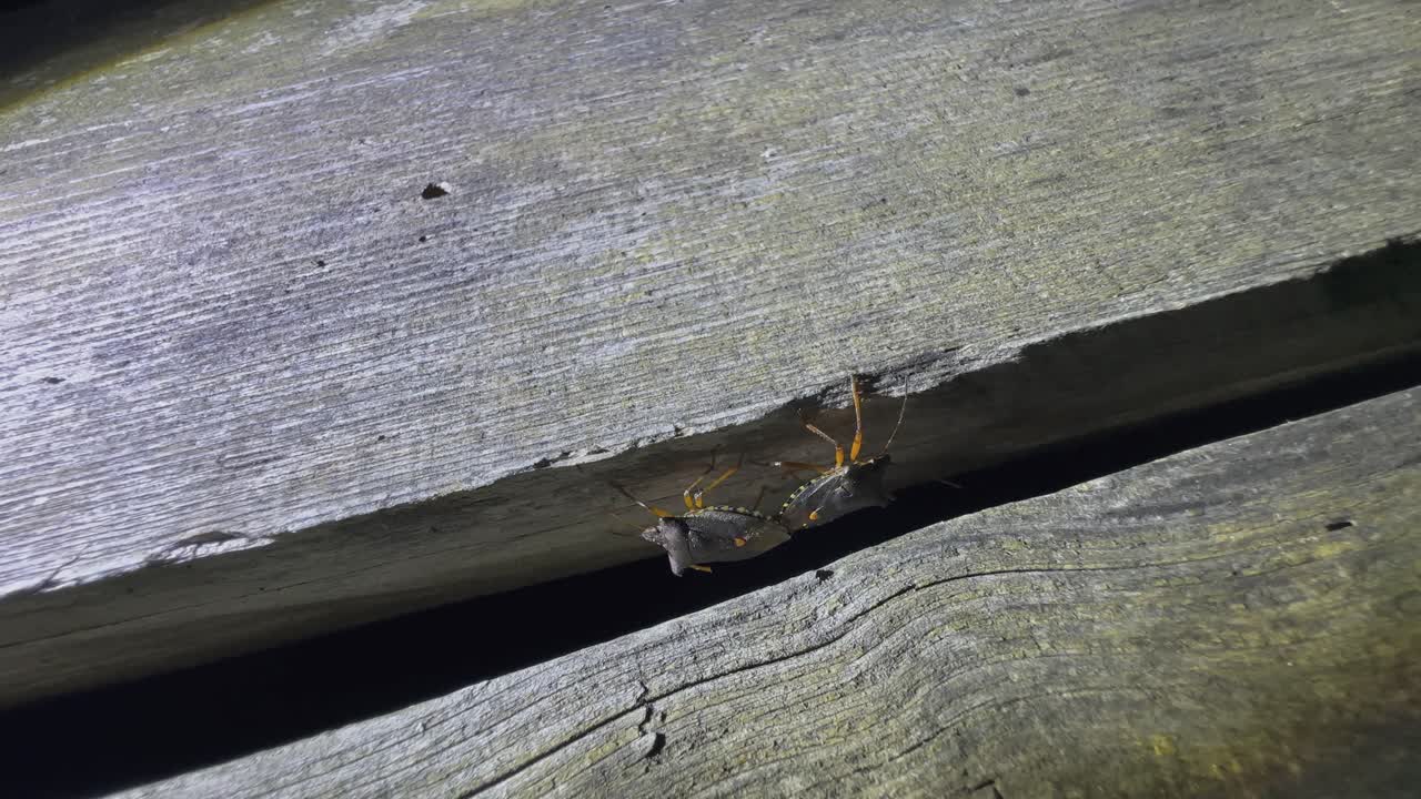 insecto del bosque o insecto escudero de patas rojas (pentatoma rufipes) pareja apareándose entre las grietas de una vieja mesa robusta por la noche. estonia.