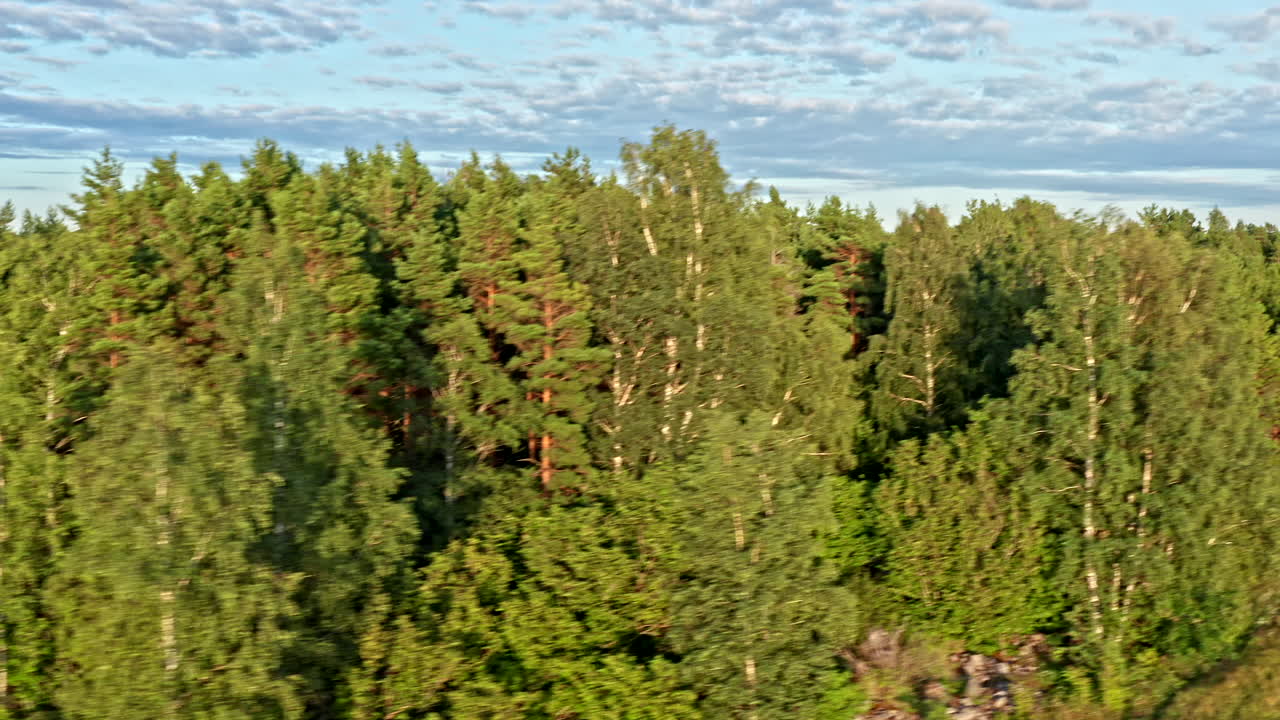 들판에 타이어 자국이 있는 숲 가까이 들판 위를 날다
