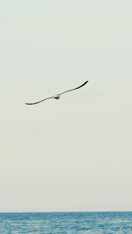 adult seagull with huge wings is flying over the sea in the summer in a warm weather on the background of a gray sky. wonderful view of the sea. slow motion. vertical video