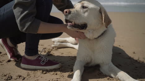 Toma-Recortada-De-Una-Mujer-Rascándose-A-Un-Perro-En-Una-Playa-De-Arena.