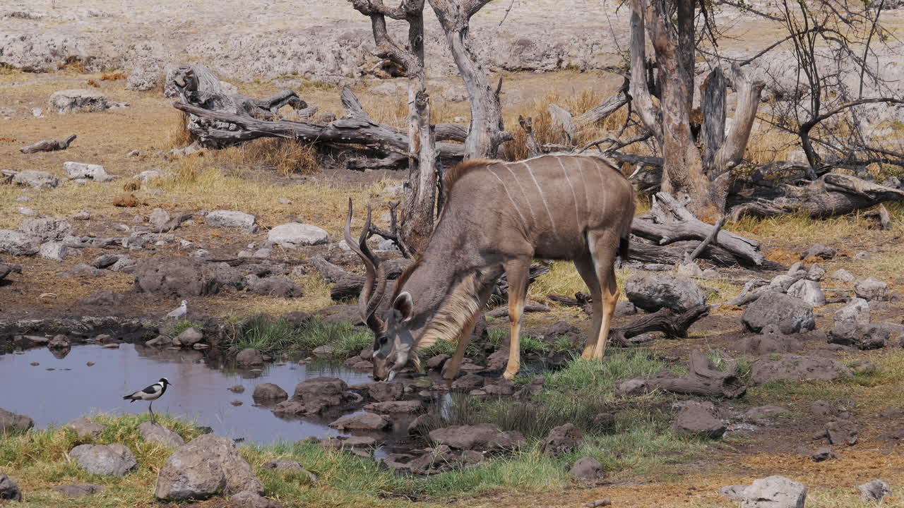 kudu bebiendo de un abrevadero