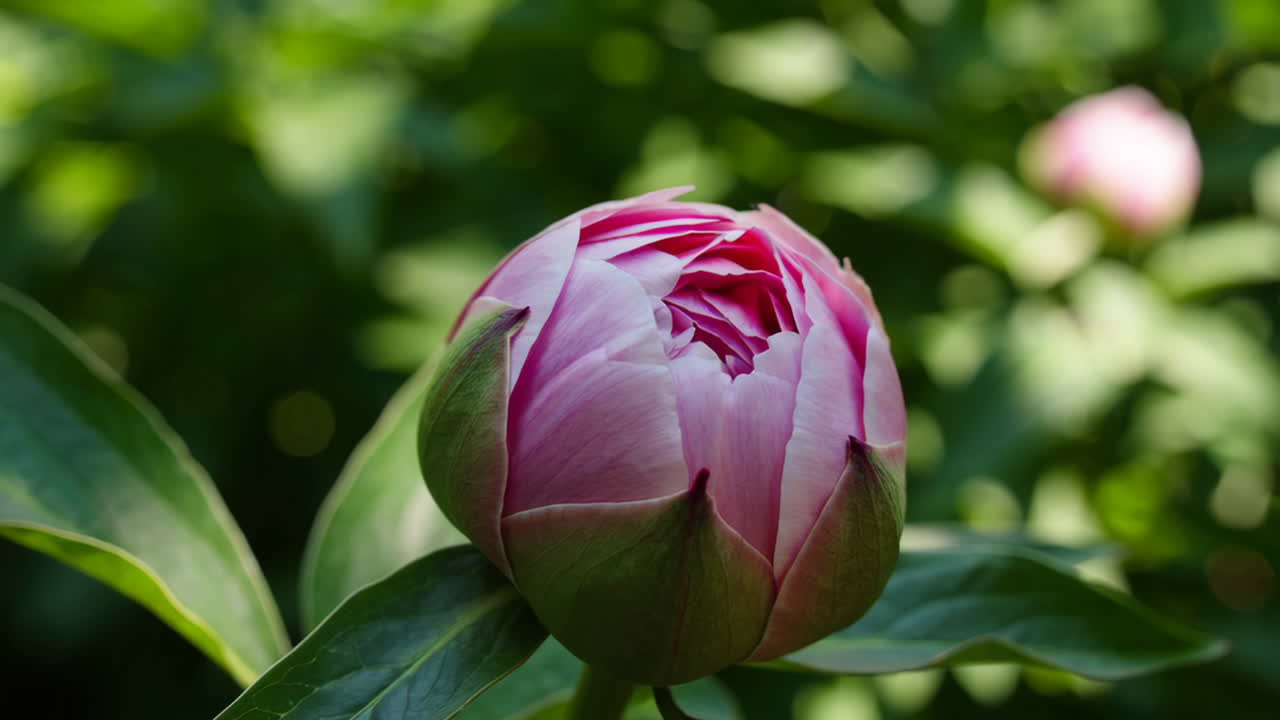 Close-up of a Pink Peony Bud