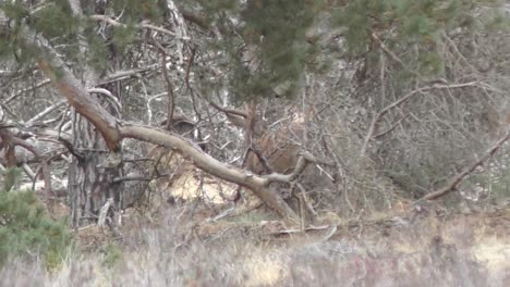 huge male deer running towards female deer while bleating