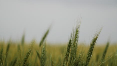 wheat field, landscape, kansas, background, grass, green, farm, farming, farmer, grow, growing, harvest, stalks, grain, grow, plant