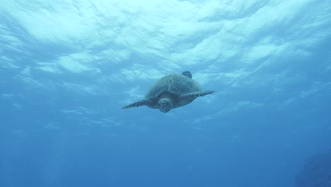 A-friendly-turtle-swims-down-through-clear-blue-water-to-greet-a-scuba-diver-face-to-face
