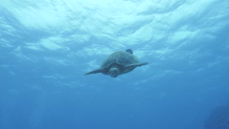 una simpática tortuga nada en aguas cristalinas para saludar cara a cara a un buzo