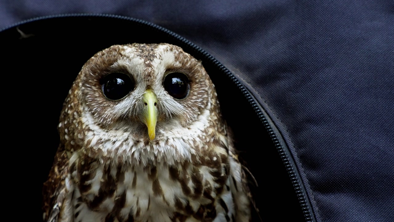 Barn owl peeking from dark opening with round black eyes