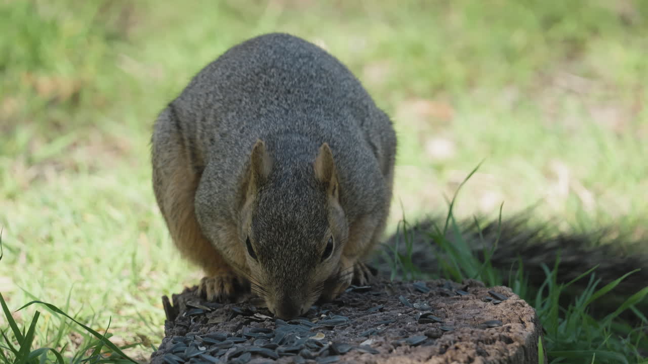 A fox squirrel eating seed off of a stump, cute - Sciurus niger