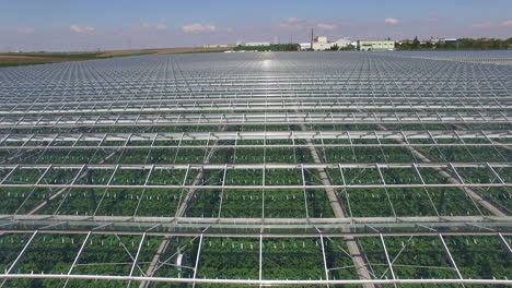 invernadero para plantas organicas