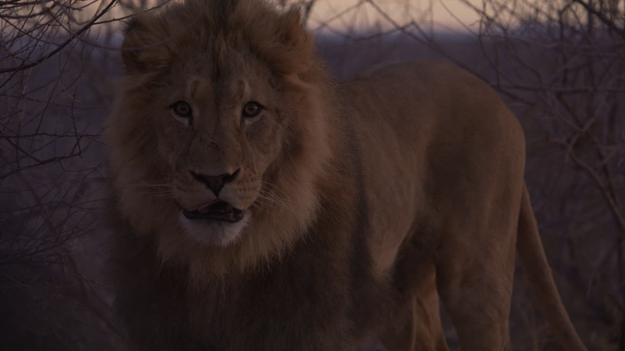 el majestuoso león lame los labios al amanecer